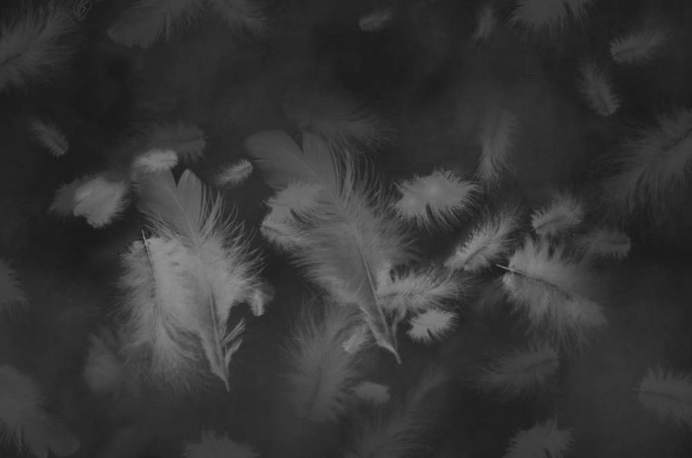 Фотообои и фрески - Перья на чёрном фоне