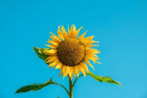 Изящный подсолнух