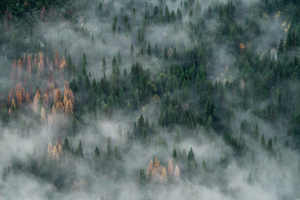Ели в тумане